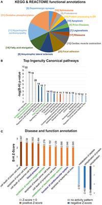 Characterizing the Key Metabolic Pathways of the Neonatal Mouse Heart Using a Quantitative Combinatorial Omics Approach